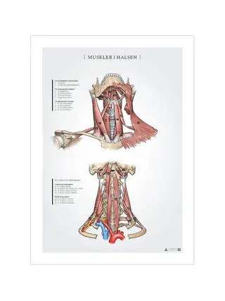 Pôster de anatomia dos músculos do pescoço 50x70mm