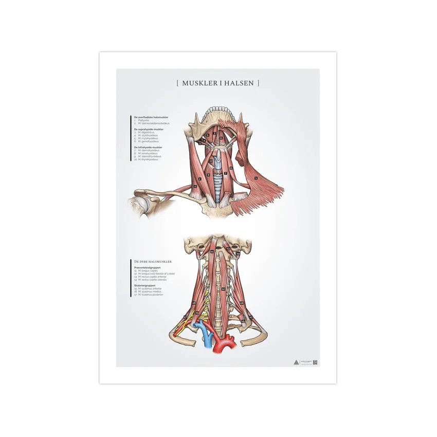 Pôster de anatomia dos músculos do pescoço 50x70mm