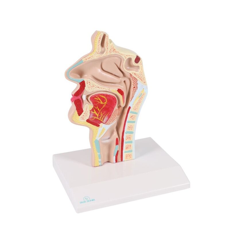 Modelo anatômico de boca e garganta