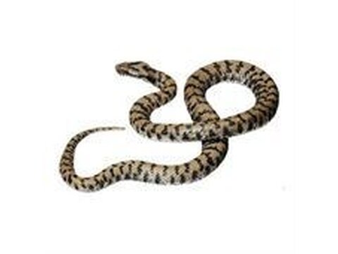 Modelos animais anatômicos