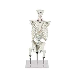 Coluna vertebral para demonstrar erros de postura